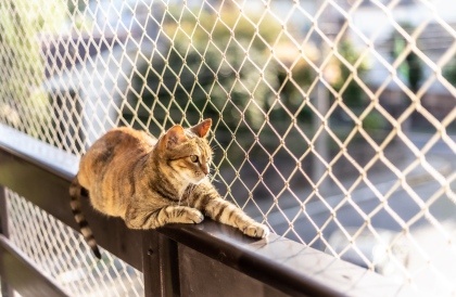 Katze mit Katzennetz auf dem Balkon im Urlaub
