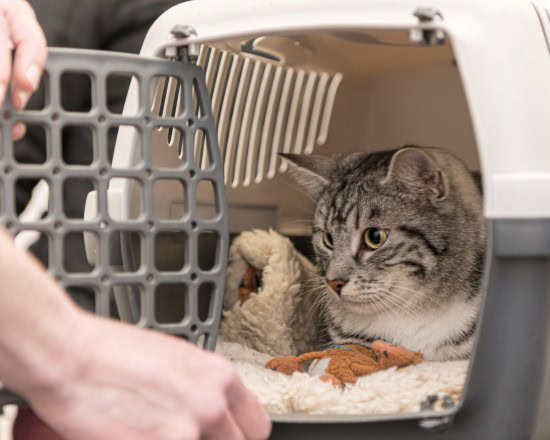 Mit der Katze in den Urlaub im Auto